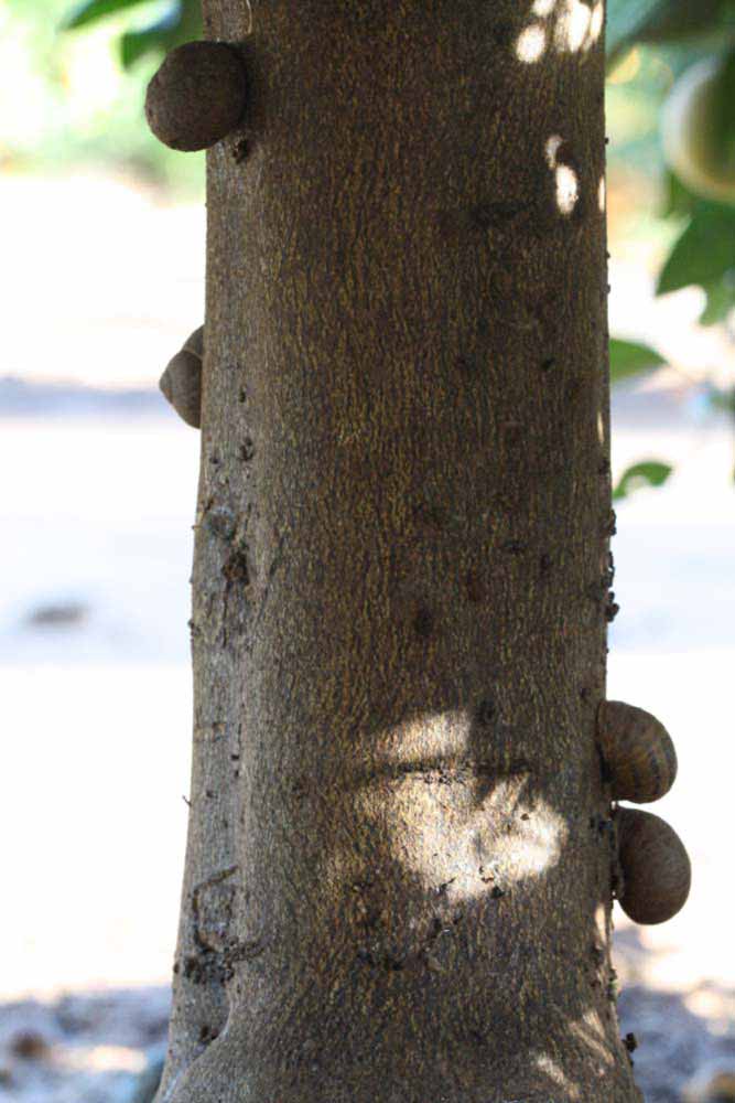              Bark (Riverside, CA)       
